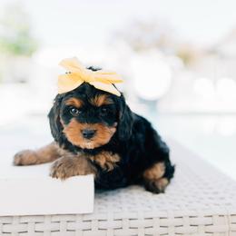Mocha - Black and tan female Cavapoo puppy in Murray, Utah from Sun Valley Doodles