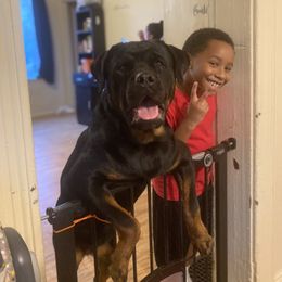 Makeda  - Rottweiler