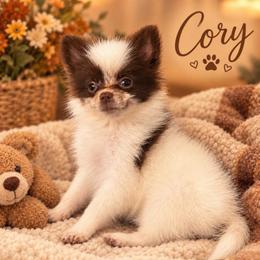 Cory - White male Pomeranian puppy in Edinburg, Texas from Divine Valley Poms
