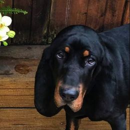 Black and Tan Coonhounds and Pointers from Oldtown Hounds & Pointers