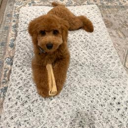 Teddy - Goldendoodle