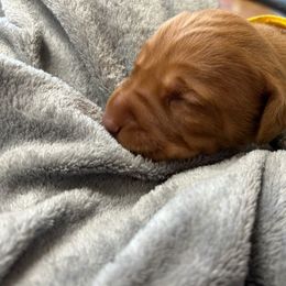 Yellow - Golden rust female Vizsla puppy in Maineville, Ohio from Izabella Vizslas