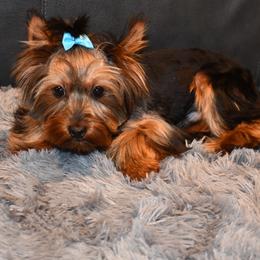 Espresso - Black and gold Yorkshire Terrier puppy in Maple Heights, Ohio from Yorkiesllc