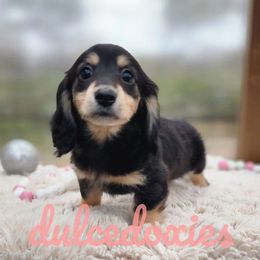Girl 2 - Black and cream Dachshund puppy in Redding, California from Dulcedoxies