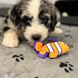 Tony Stark- Iron Man - male Australian Mountain Doodle puppy in Williamston, South Carolina from Sassy Bob’s Dogs