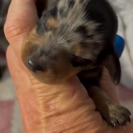 Buzz - Dapple male Dachshund puppy in Hockley, Texas from Shans Down Home Doxies