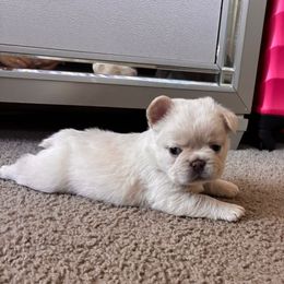 French Bulldog Puppies from LCBMM