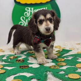 Boston - Chocolate and cream male Dachshund puppy in Norwood, Missouri from Madra's Dashing Doxies