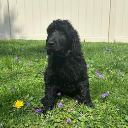 Robin (Blue Collar) - Black male Poodle puppy in Monroeville, Pennsylvania from K & A Standard Poodles