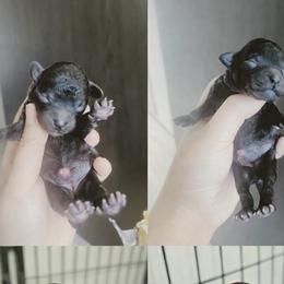 Poodle puppies from JennieMiniPets