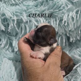 Charlie - Red and white male Shih Tzu puppy in Florida from 1st Passion Shih Tzus