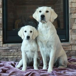 Golden Retrievers from Peyton Goldens