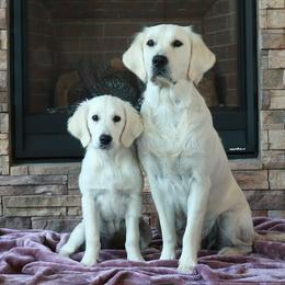 Golden Retrievers from Peyton Goldens