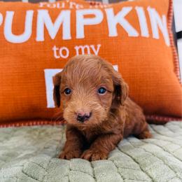 Scarlett - Red  female Goldendoodle puppy in Auburn, Indiana from Martin’s Doodles