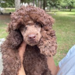 Probably - Brown male Poodle puppy in Florence County, South Carolina from Modern Family Standards