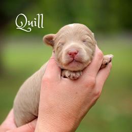 Quill - Apricot female Goldendoodle puppy in Cleveland, Tennessee from Edgewater Doodles & Designer Pups