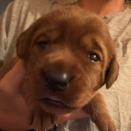 Male pick 5 - Yellow male Labrador Retriever puppy in Wardensville, West Virginia from Sager’s Labrador Puppies