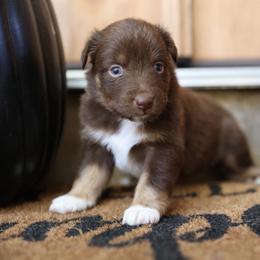 PUMPKIN - Red tri-color female Australian Shepherd puppy in Star City, Arkansas from Blush & Lace Aussie Co.