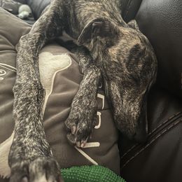 Poodle and Whippet All Grown Up from Charleston Reds Standard Poodles and Whippets