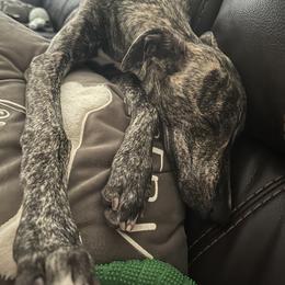 Poodle and Whippet All Grown Up from Charleston Reds Standard Poodles and Whippets