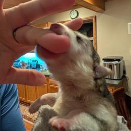 Smaug - Black and silver male German Shepherd puppy in Perkasie, Pennsylvania from Twila Ruth Herot