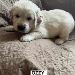 Boy 2 - male Golden Retriever puppy in Berea, Kentucky from Lucky Golden Ranch