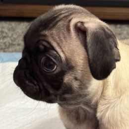 Beau - Fawn male Pug puppy in Olin, North Carolina from Piggy Pugs