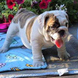 Boy 4 - male Bulldog puppy in Wichita, Kansas from Waltman's Bulldog's