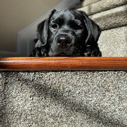 Labrador Retriever Puppies from Sunbrooke Acres