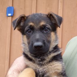 German Shepherd Puppies from Von Tief