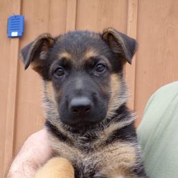 German Shepherd Puppies from Von Tief