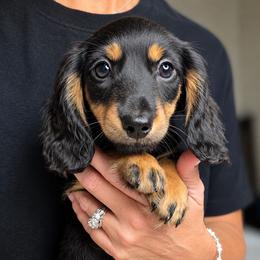 Purple Girl - Black and tan female Dachshund puppy in Lenoir, North Carolina from Yadkindale Kennel