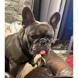 Winston - French Bulldog