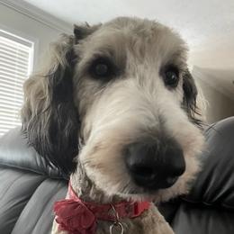 Goldendoodles from Pickled Figs