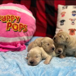 Elf - Golden male Golden Retriever puppy in Saint Pauls, North Carolina from Copperfield’s Goldens