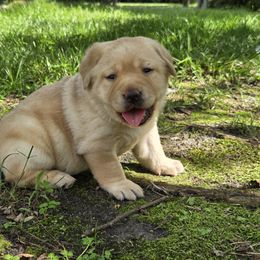 Yellow Female - Yellow female Labrador Retriever puppy in Andrews, South Carolina from Leyland Cypress Retrievers