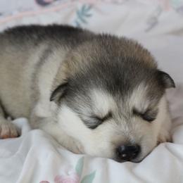 Terri - Black - Sable and white female Alaskan Malamute puppy in Independence, Virginia from New River Valley Malamutes