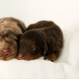 Roux - Red tri-color female Aussiedoodle puppy in Provo, Utah from Sage & Paws Puppy co.
