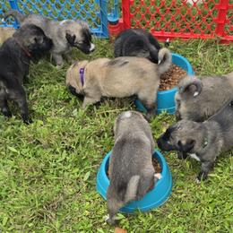 Anatolian Shepherd Dog Puppies from Florida Anatolian Shepherds