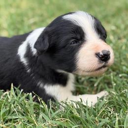 Birdie - Black and white female Border Collie puppy in Binger, Oklahoma from JM Cattle Co