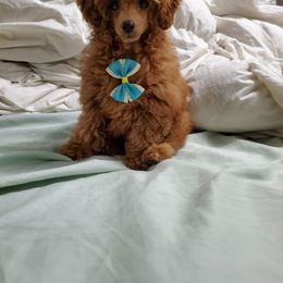 Cavapoo, Maltese, Maltipoo, and Poodle Puppies from Mt.BakerPoodles&Doodles