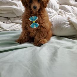 Cavapoo, Maltese, Maltipoo, and Poodle Puppies from Mt.BakerPoodles&Doodles