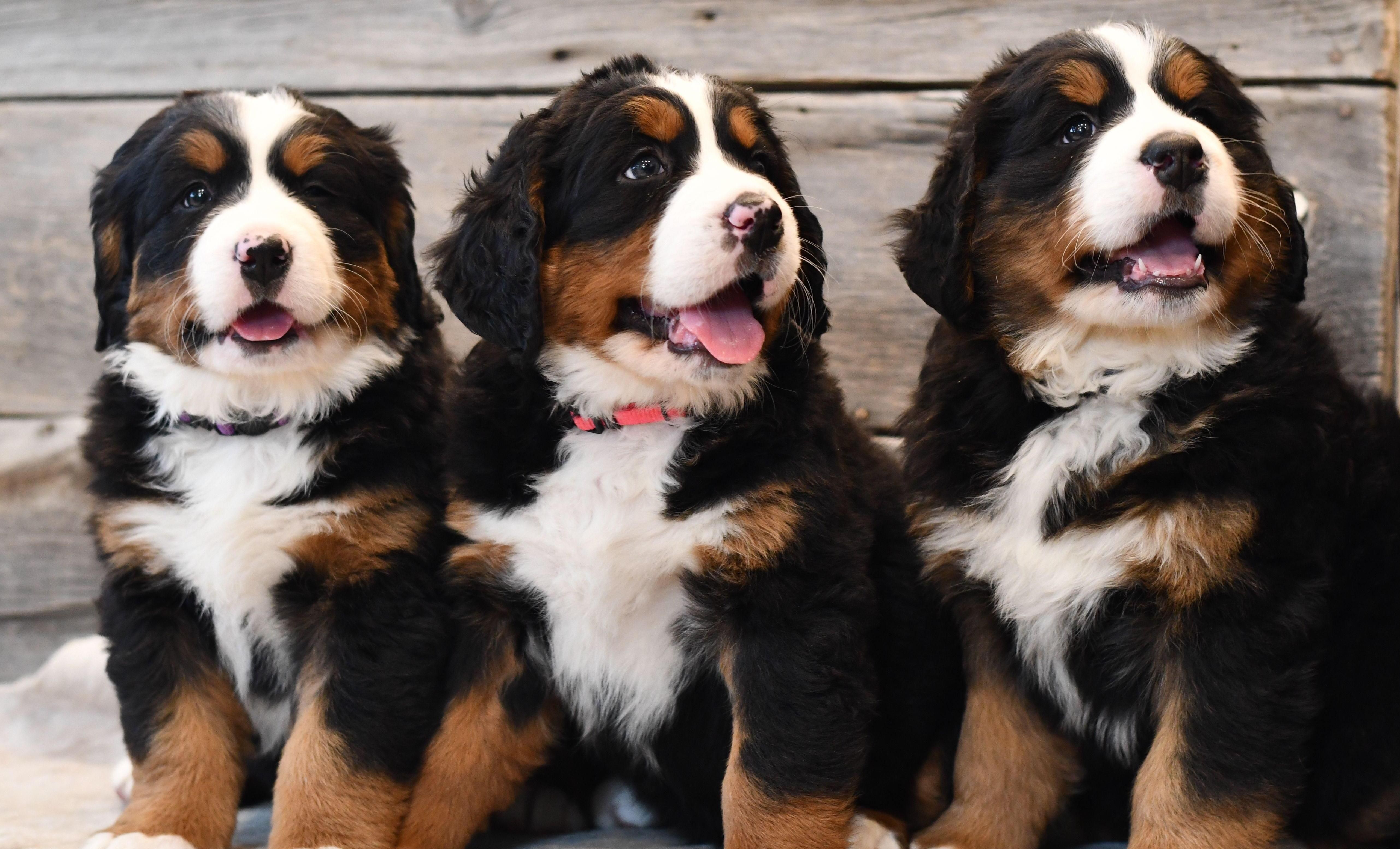 Three perfect Bernese Puppies sit together and smile 