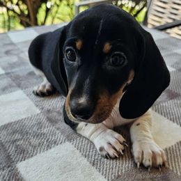 Zsa Zsa - Black and tan Dachshund puppy in Sarasota County, Florida from Donna's Mini Joys