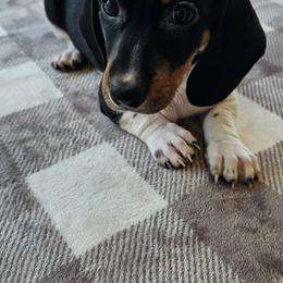Zsa Zsa - Black and tan Dachshund puppy in Sarasota County, Florida from Donna's Mini Joys