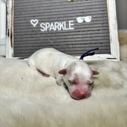 Sparkle - White female Mal-Shi puppy in Raleigh, North Carolina from Loveable Litters