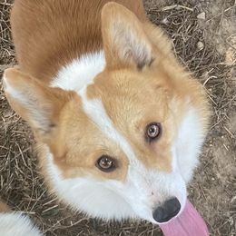 Riggs - Pembroke Welsh Corgi