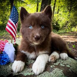 Bryn - Red and white female Siberian Husky puppy in Union Grove, Alabama from Southern Siberian Life