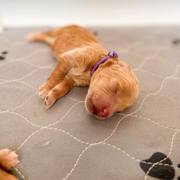 Goldendoodle Puppies from Doodle Paws Az