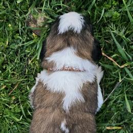 Saint Bernard Puppies from Eagle Mountain Saints